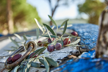 ripe violet olives with leaves on the wooden background