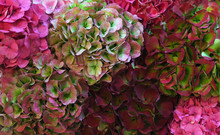 Flowers Wall Of  Multi Colored Dry Hydrangea, Real Autumn Background