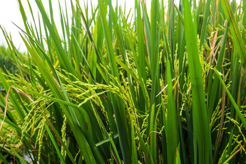 beautiful green rice fields nature photo background wallpaper