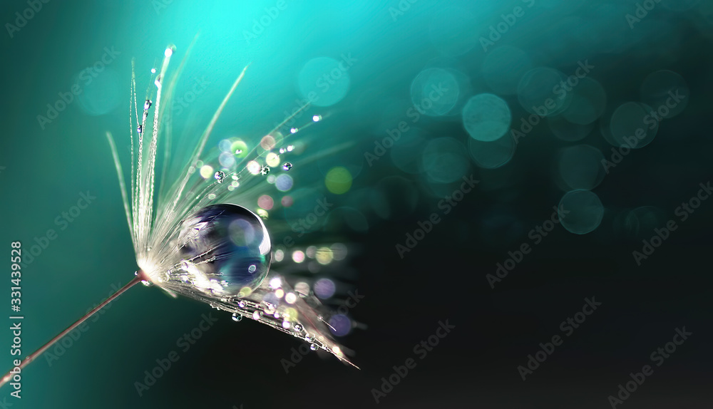 Beautiful shiny dew water drop on dandelion seed in nature. Close-up macro. Sparkling bokeh. Dark blue green background. - obrazy, fototapety, plakaty 