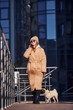© standret - Woman in warm clothes have a walk with her little pug dog near business building that on background and talking by phone