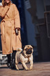© standret - Woman in warm clothes have a walk with her little pug dog near business building that on background