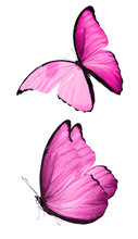Two Beautiful Pink Tropical Butterflies Isolated On A White Background. Moths For Design