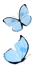 Two beautiful blue tropical butterflies isolated on a white background. moths for design