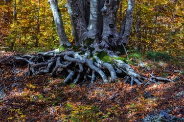 Poster - forest