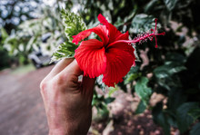 Big Red Flower, Monteverde, Costa Rica