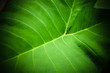 © idrdesign - closeup green tropical leaves photo nature background