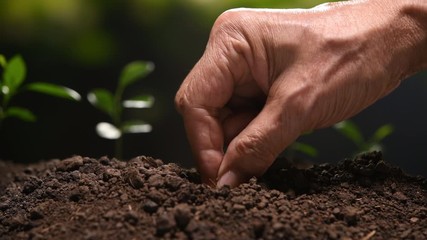 Poster - Farmer's hand planting seed in soil .