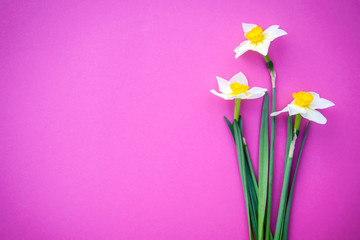 Poster - Daffodils on on a bright pink background