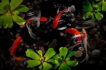 Wall Mural - Koi FIsh colorful decorative fish float in an artificial pond, view from above