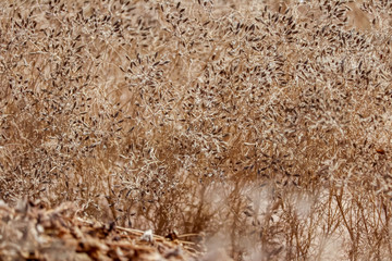 Zira, cumin: plant and cumin seeds,cumin seeds and plants on wooden floor,beautiful view of cumin seeds and plants..