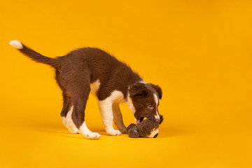 Wall Mural - Happy puppy - red and white border collie puppy dog plays on bright yellow background