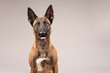 Happy Malinois - Focussed Belgian Malinois dog portrait on bright grey studio background