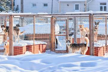 Wall Mural - Husky dogs in enclosure in Rovaniemi