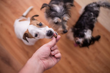 Selective Focus On Pets Waiting On A Treat
