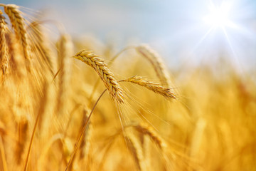 Wall Mural - Rural landscape - field common wheat (Triticum aestivum) in the rays of the summer sun, close-up