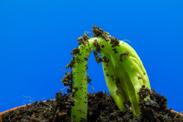 Canvas Print - Young bean sprout comes out of the soil. Growing out of soil with blue background