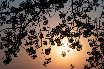 Wall Mural - sun shines through the branches of a tree