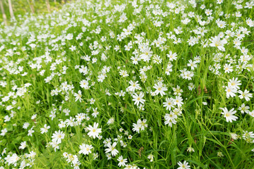 Poster - Stellaria holostea. Wild white spring flowers in grass