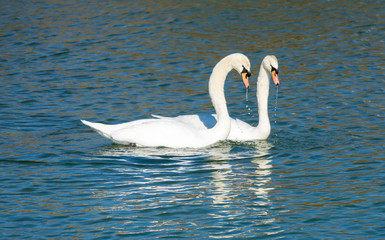 Wall Mural - Synchronized dance of a swan couple preparing to breed on the shores of the Upper Zurich Lake (Obersee), Rapperswil, Switzerland