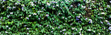 Green Wall Of Plants And Leaves With Purple Petunia Flowers In Spring - Horizontal Floral Background For A Banner Or A Wallpaper