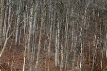 Woods Winter Barren Forest Trees
