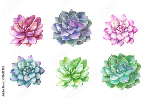 Fotografía Watercolor succulents cacti. Plants illustration.