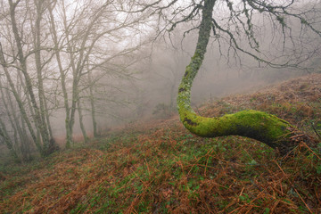 Wall Mural - Winding Birch in a Misty Forest