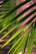 Palm leaf, inside jungle