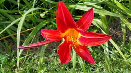 Wall Mural - Beautiful bright red daylily on a sunny day