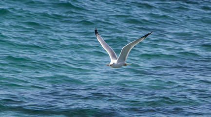 seagull fling close to blue waters of San Diego coast 