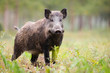 Alert wild boar, sus scrofa, looking into camera on green glade in summer. Attentive wild mammal with brown and back fur listening on meadow from side view. Animal in nature with copy space
