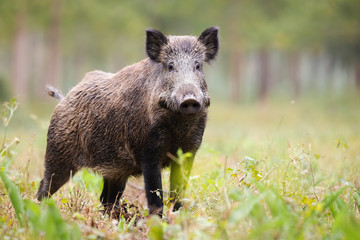 Wall Mural - alert wild boar, sus scrofa, looking into camera on green glade in summer. attentive wild mammal wit