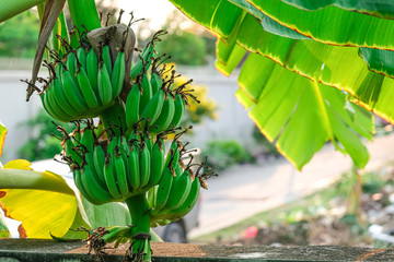 group of green banana fruit hanging on tree with leaves in organic farm. Fresh tropical plant growing outdoor garden.