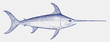 Adult swordfish xiphias gladius, a marine fish from the tropical waters