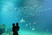 Mother And Son Looking Through The Glass At The Fish