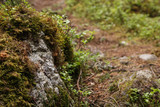 Fototapeta Sawanna - Mossy rock in a wild forest