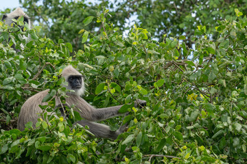 Wall Mural - Monkey sitting in the tree leaves, Sri Lanka