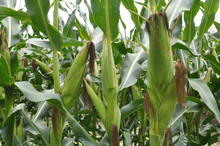 The Cob Ripens On A Corn Stalk
