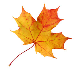 Wall Mural - autumn maple leaf isolated on white background with clipping path.