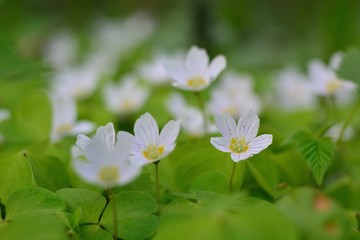 Wall Mural - The first spring flowers.