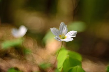 Wall Mural - The first spring flowers.