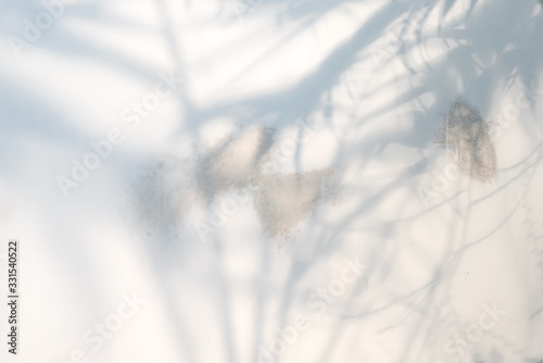 Cuadros en Lienzo Decorative backdrop with shadows from tropical palm plant on a light grey background
