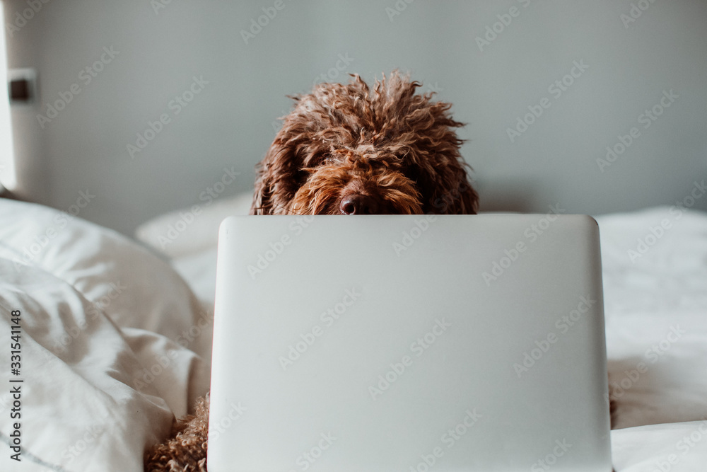 .Nice and sweet spanish water dog working from home with his laptop on top of the bed in the coronavirus global crisis. Lifestyle - obrazy, fototapety, plakaty 