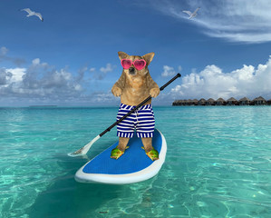 Wall Mural - The beige dog in striped shorts, sea slippers and pink heart shaped sunglasses is on a stand up paddle board in the Maldives.