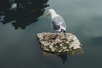 seagull on rock