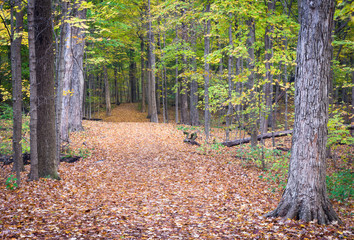 Wall Mural - A hiking trail carpeted in autumn leaves invites hikers to explore a Midwest woodland on a crisp fall afternoon.