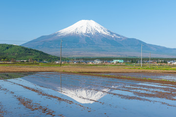 Wall Mural - 富士山と田園風景