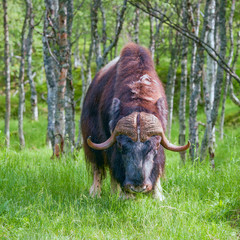 Wall Mural - Bull musk ox looking directly at the camera in a forest