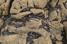 Mussel Shells In Crevices Of Barnacle Covered Rock On The Beach. Close Up.